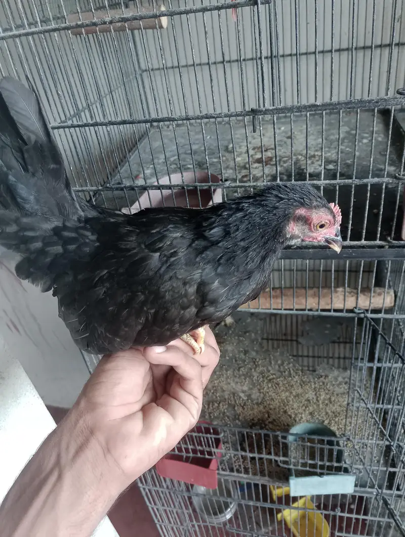 conure raw parrot heera aseel exchange possible — photo 7