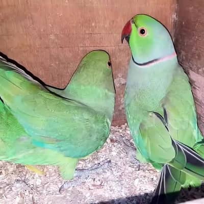parrots for sale WhatsApp 03245058676