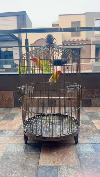 Love birds perrot with cage