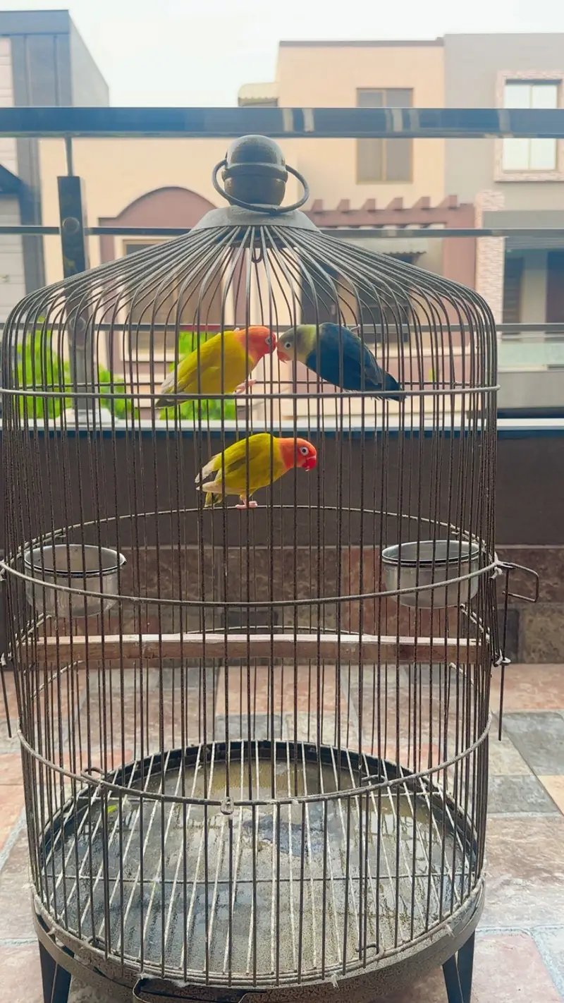 Love birds perrot with cage — photo 2
