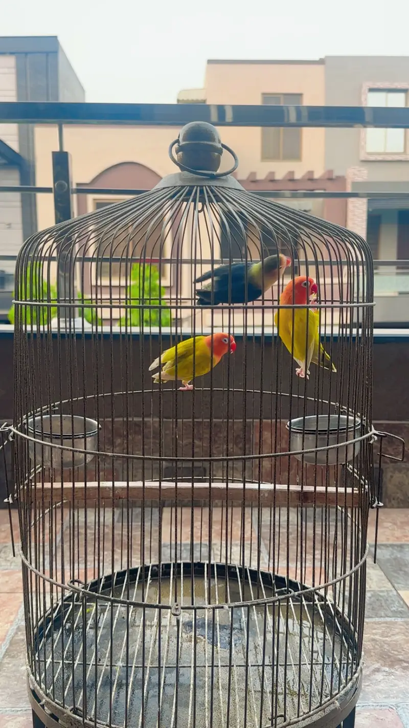 Love birds perrot with cage — photo 3