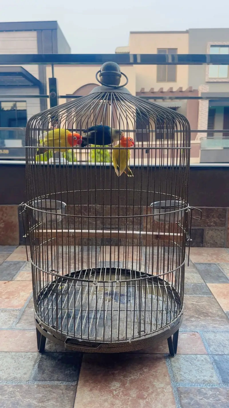 Love birds perrot with cage — photo 4