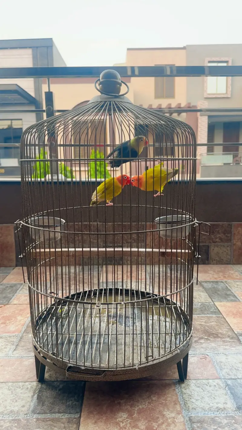Love birds perrot with cage — photo 5