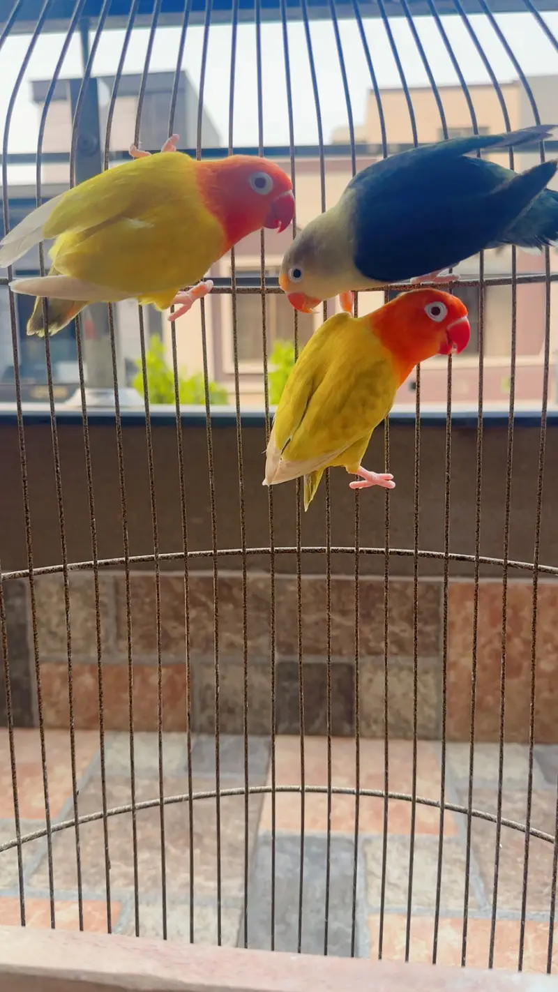 Love birds perrot with cage — photo 6