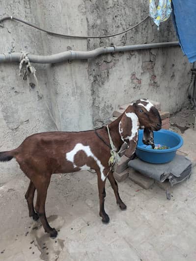 amritsari goat for sale
