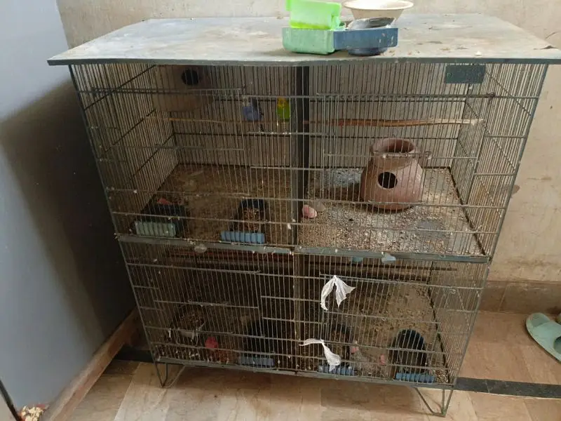 birds cage