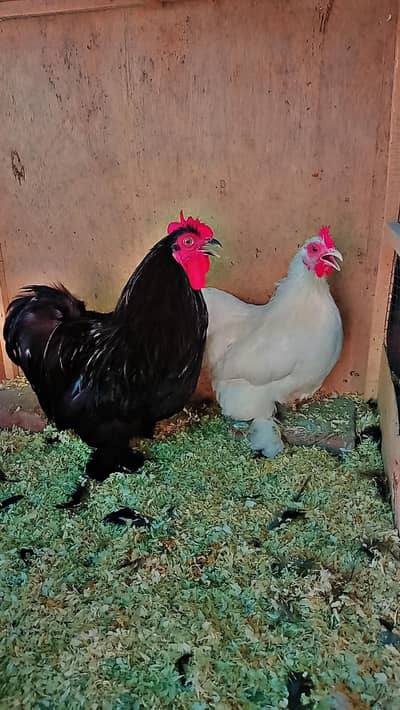 Aseel Mianwali  bantum pair aseel heera