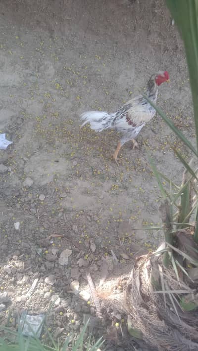 aeel mugha for sale