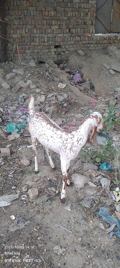 makhi chini path for sale 5 month ki ha