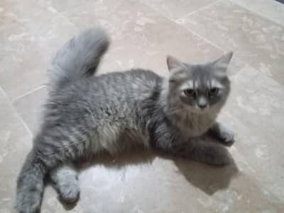 Grey Persian cat