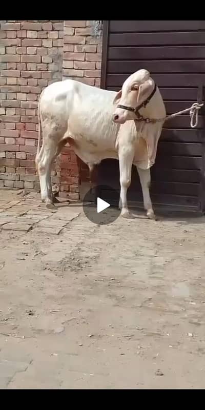 NUKRA bachra for sale 03329263673 calling or whatsaap