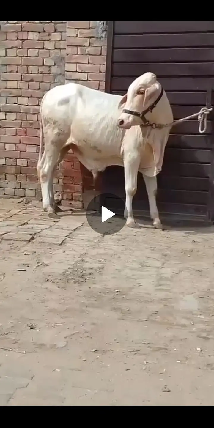 NUKRA bachra for sale 03329263673 calling or whatsaap