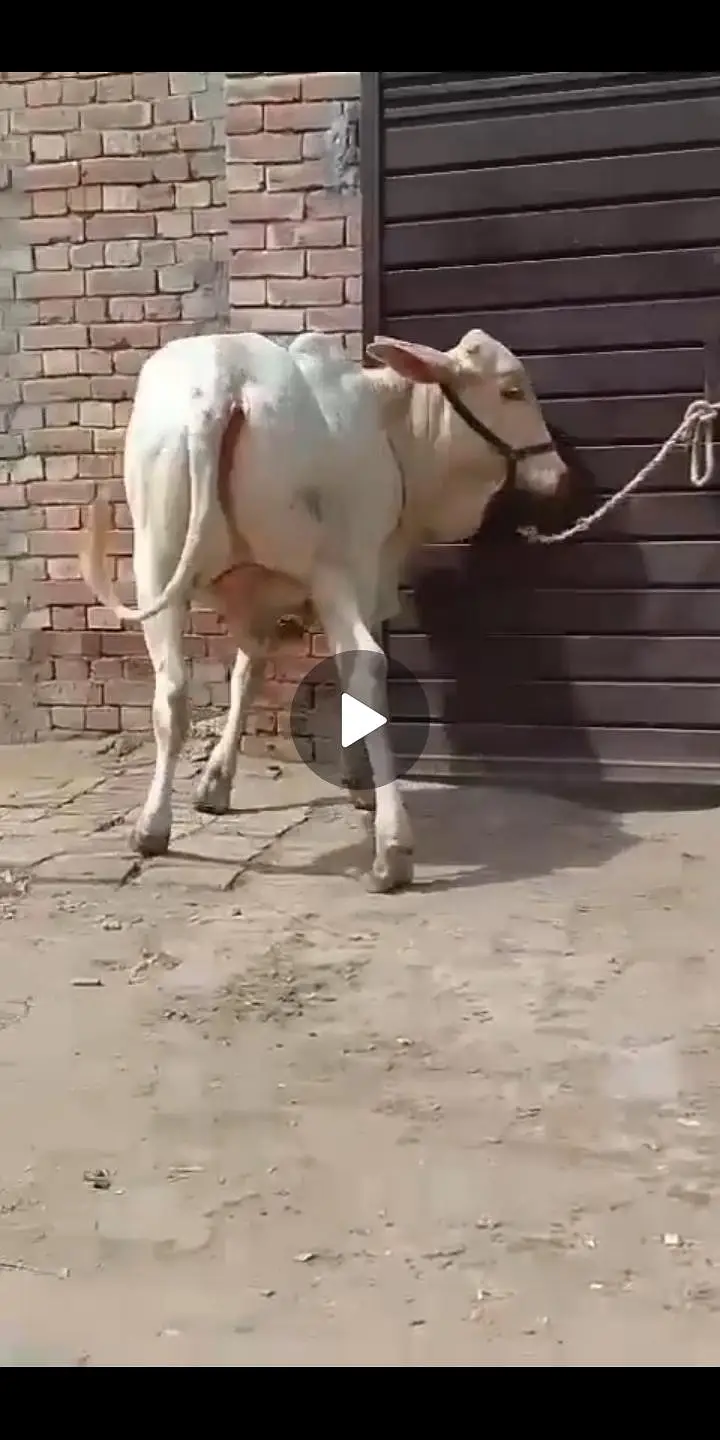 NUKRA bachra for sale 03329263673 calling or whatsaap — photo 2