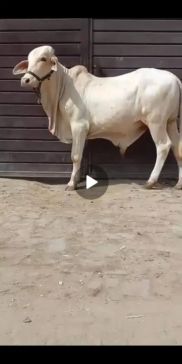 NUKRA bachra for sale 03329263673 calling or whatsaap — photo 3