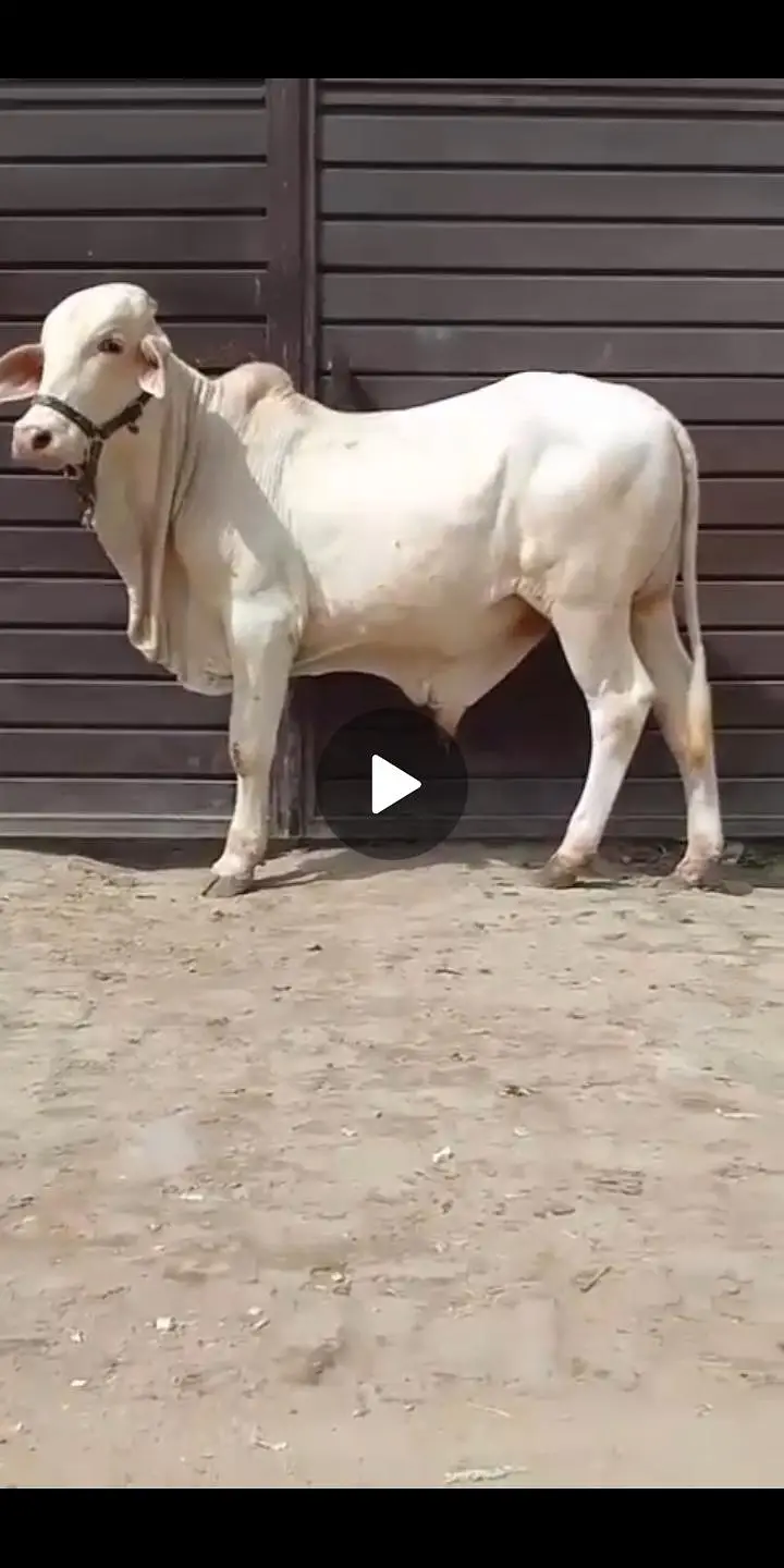 NUKRA bachra for sale 03329263673 calling or whatsaap — photo 4