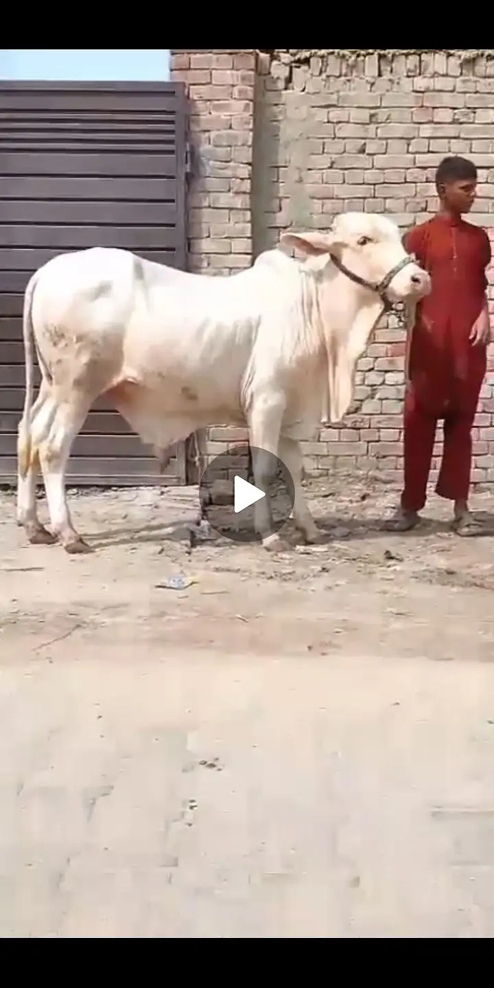 NUKRA bachra for sale 03329263673 calling or whatsaap — photo 5
