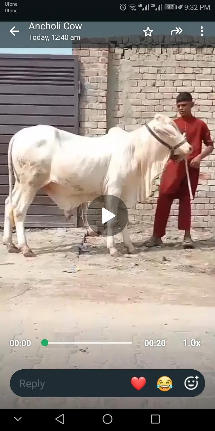 NUKRA bachra for sale 03329263673 calling or whatsaap — photo 6