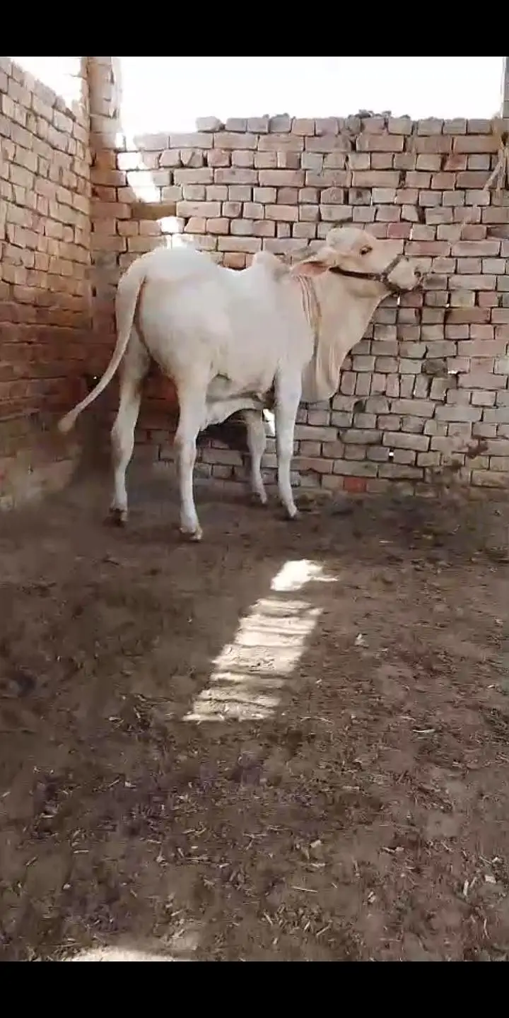 NUKRA bachra for sale 03329263673 calling or whatsaap — photo 7