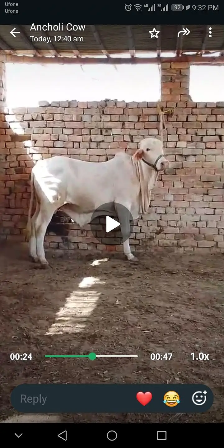 NUKRA bachra for sale 03329263673 calling or whatsaap — photo 8