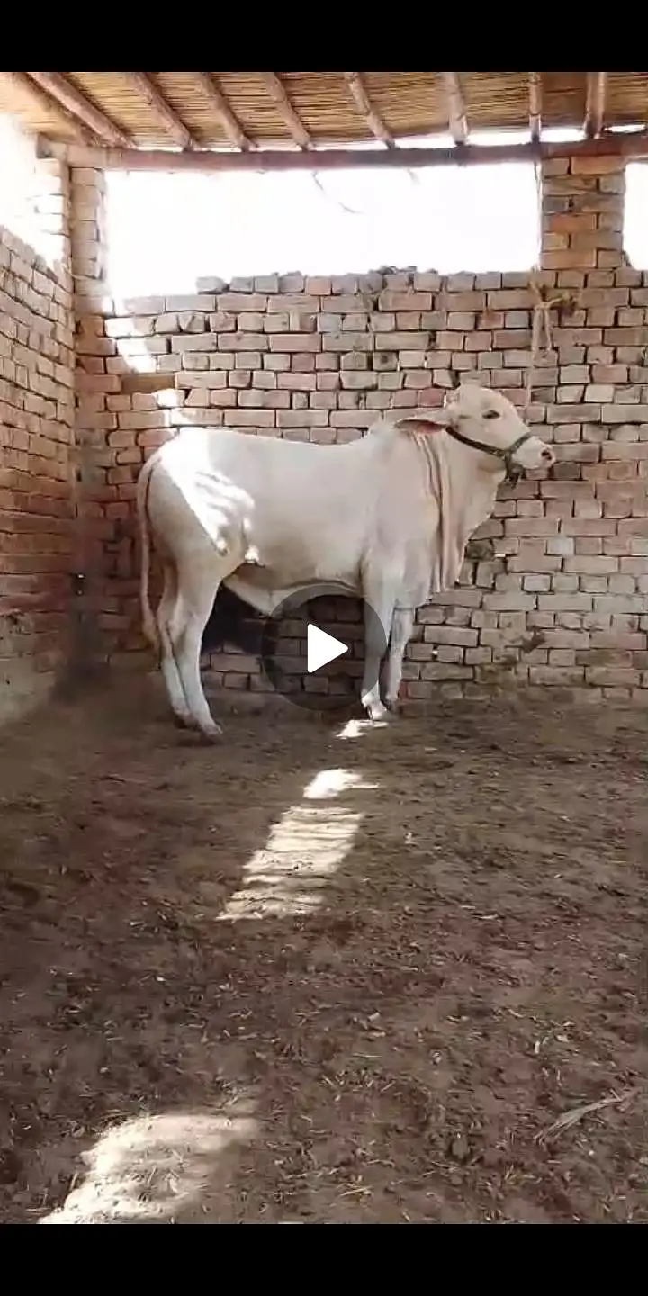 NUKRA bachra for sale 03329263673 calling or whatsaap — photo 9