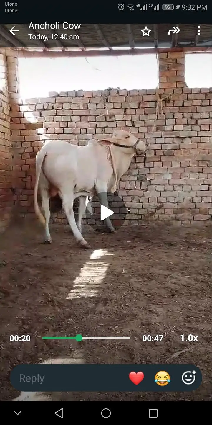 NUKRA bachra for sale 03329263673 calling or whatsaap — photo 10