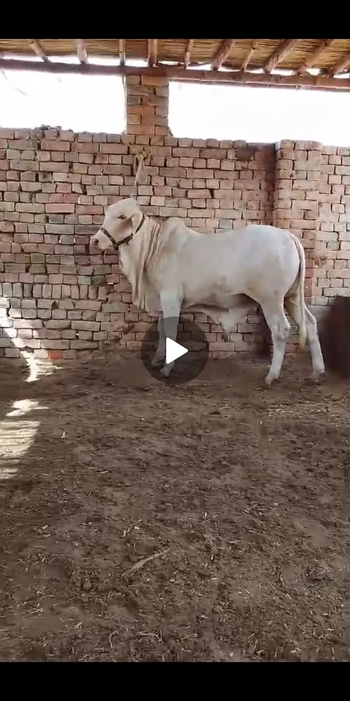 NUKRA bachra for sale 03329263673 calling or whatsaap — photo 11