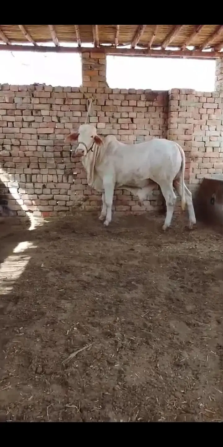 NUKRA bachra for sale 03329263673 calling or whatsaap — photo 12