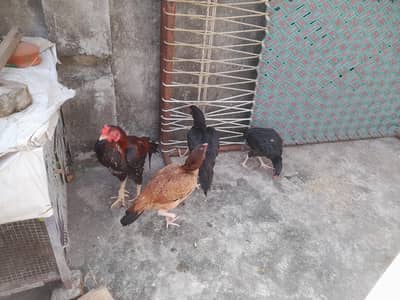 1 mala 4 female