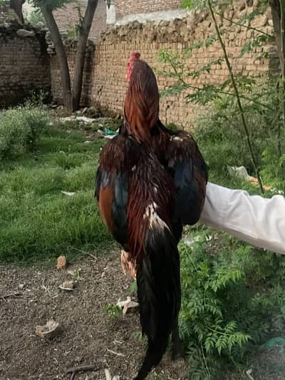 murga for scale