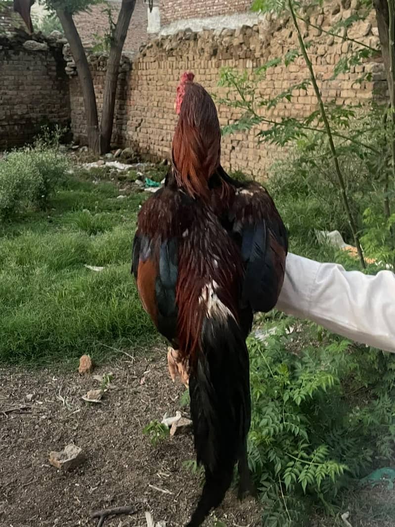 murga for scale 0