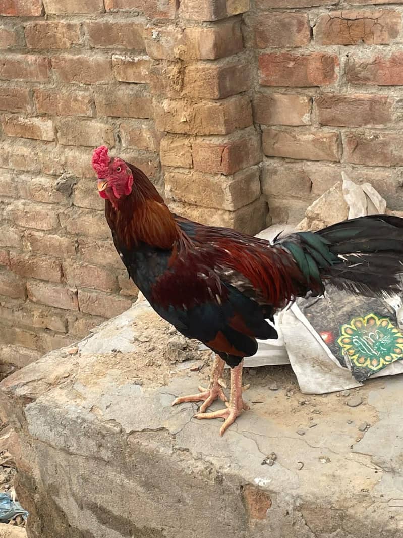 murga for scale 2