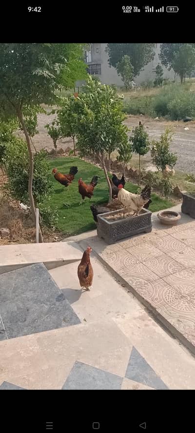 11 Hens