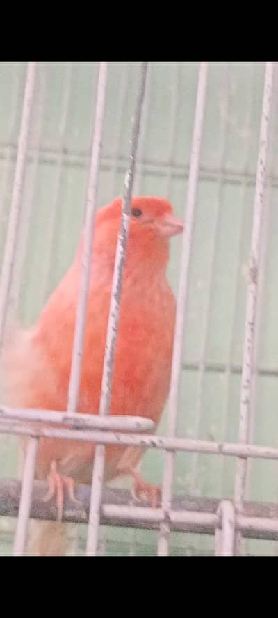 canary full singing mlae & female