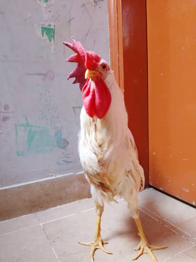 murga murgi for sale