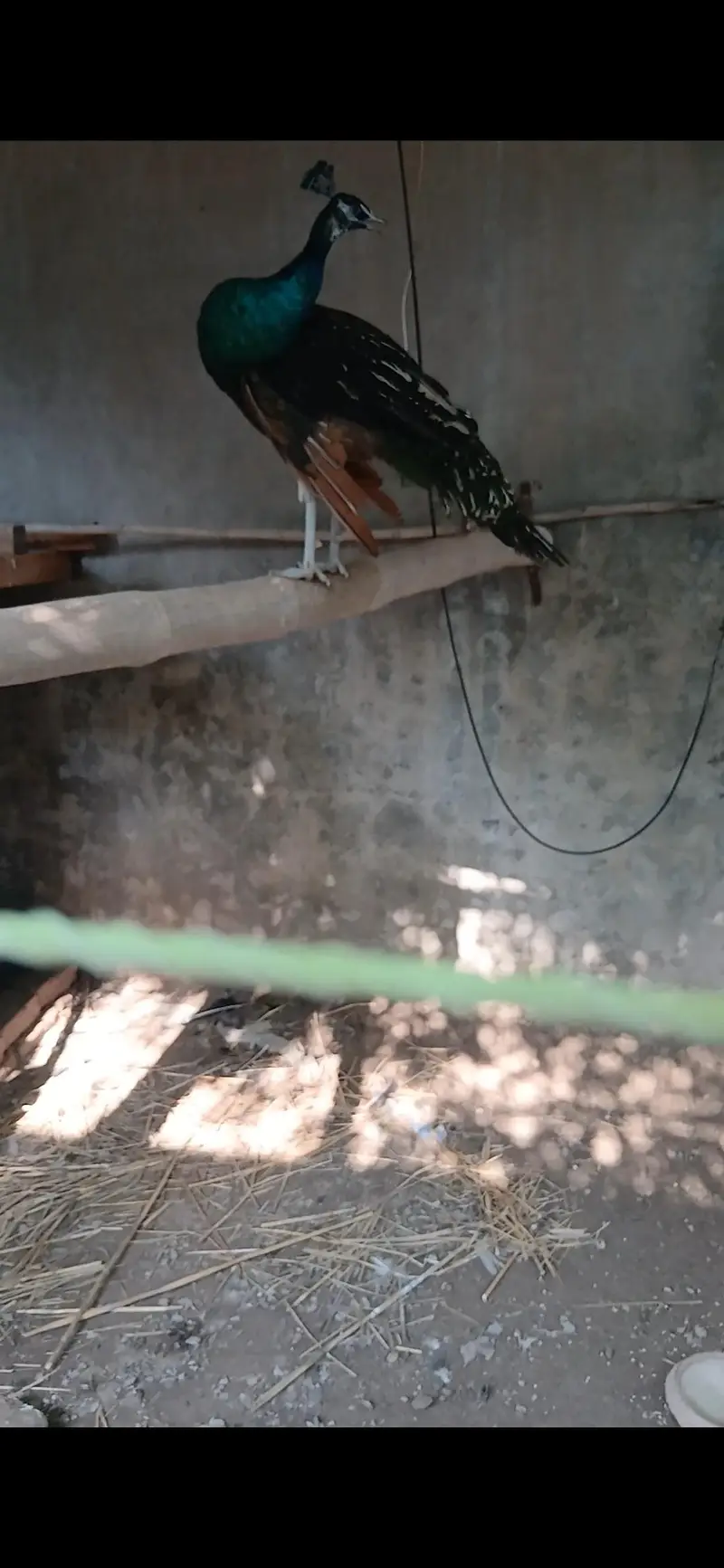 black shoulder male — photo 2