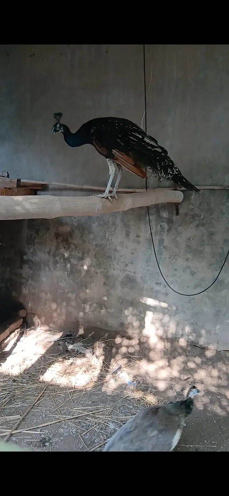black shoulder male — photo 3