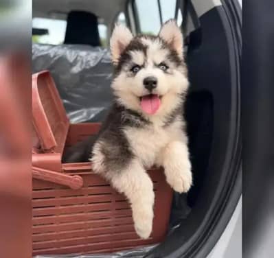 Siberian husky puppy for sale pure breed 100%