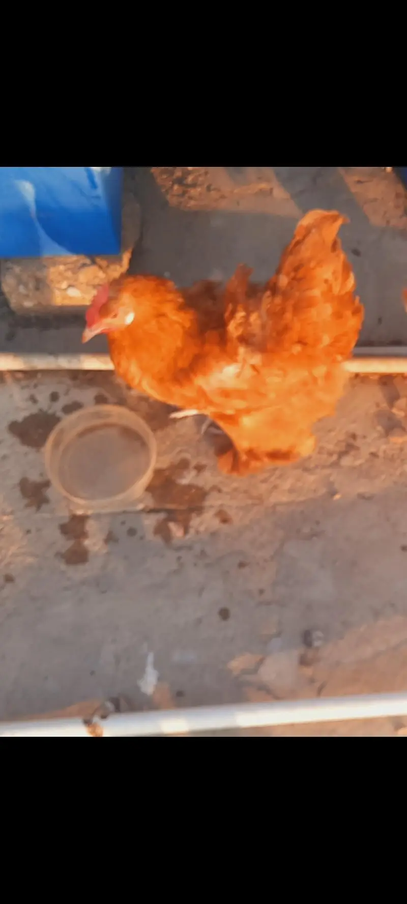 heavy golden buff females — photo 2
