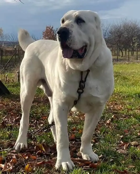 alabai for sale 2 month heavy bone — photo 2