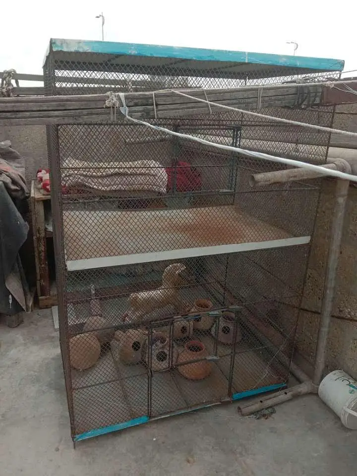 best quality cage available reasonable price contact 03123543634 — photo 3