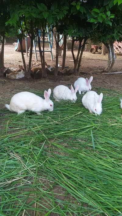 rabbits