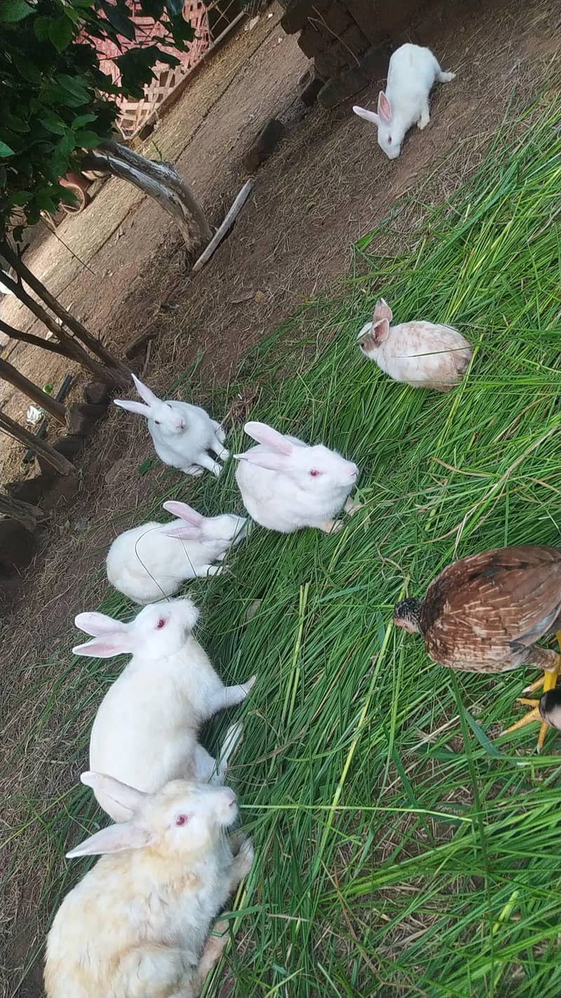 rabbits 1