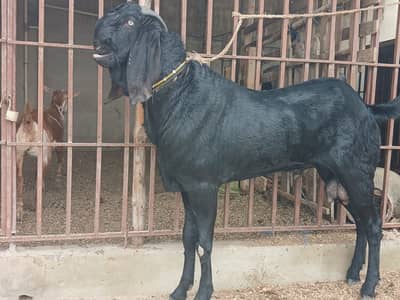 beetal bakra 6 datho mai. 03463184860