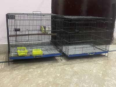 Lovebirds pair and 2 cage 1.5 by 2
