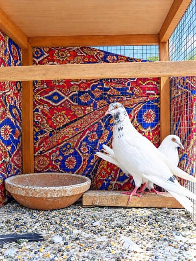 Birds