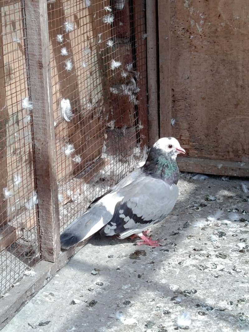 Birds 1