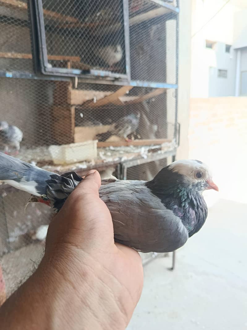 Birds 2