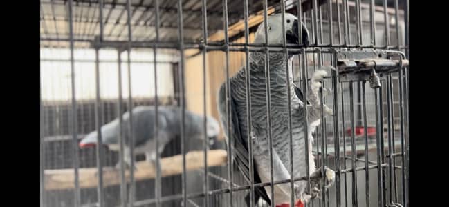 African grey parrot for sal all setup with cage
