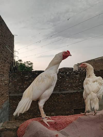 Aseel Heera Pair for Sale