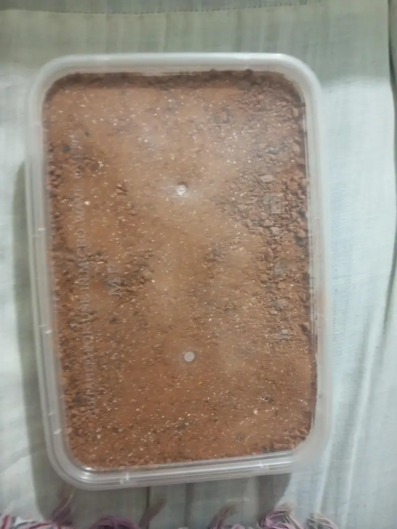 Pure Desi Calcium Grit For Breader Pegions — photo 2